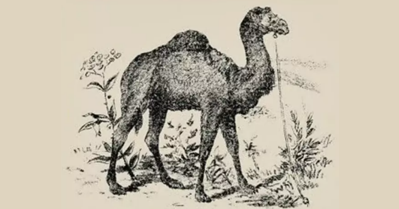 camel n hidden f